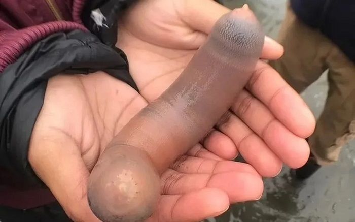 Milhares de 'peixes-pênis' de 25 cm aparecem na Argentina