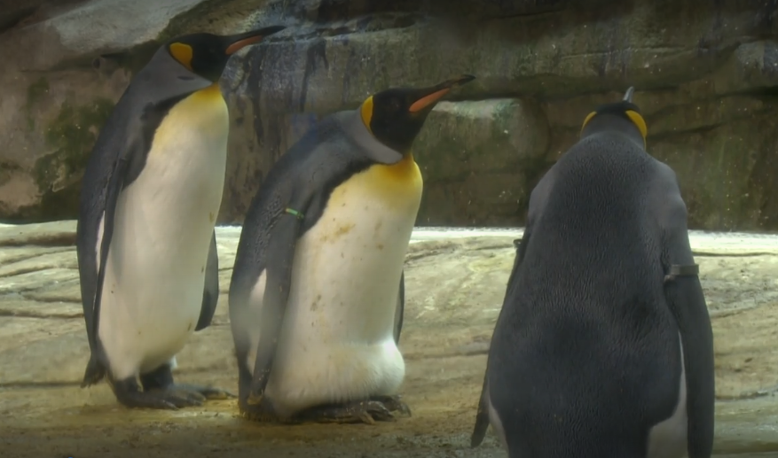 Casal gay de pinguins que chocava pedra ganha ovo de presente